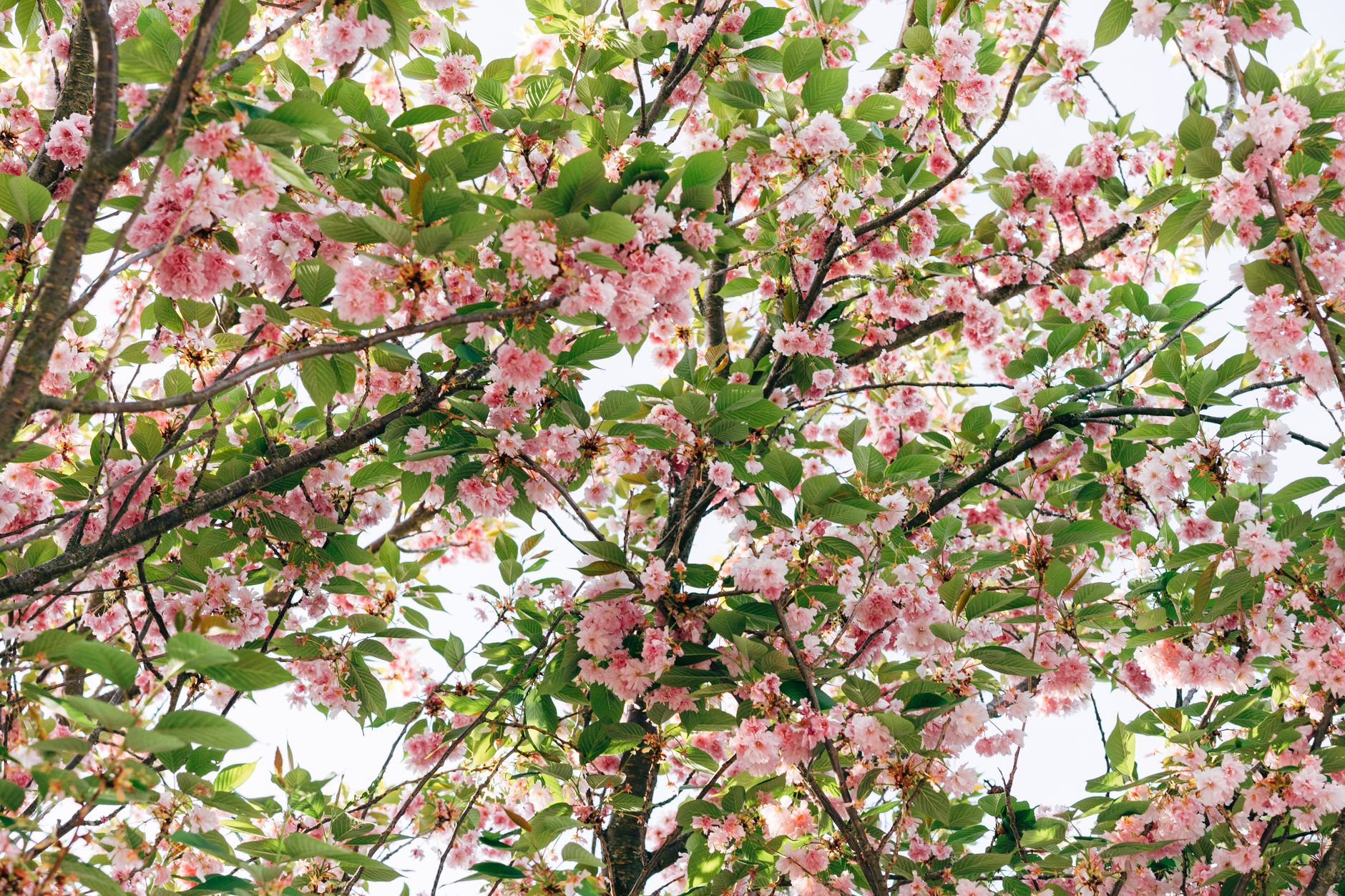 low angle view of a tree with pink flowers